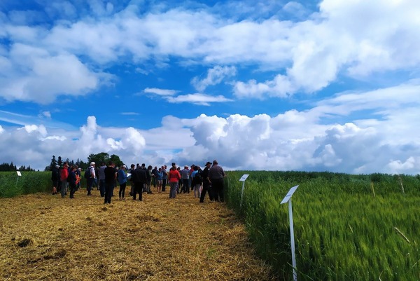 A large group of people walks between two fields